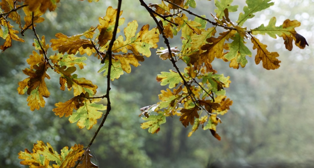 Afbeelding:Foto van beregende herfstbladeren in een bos.