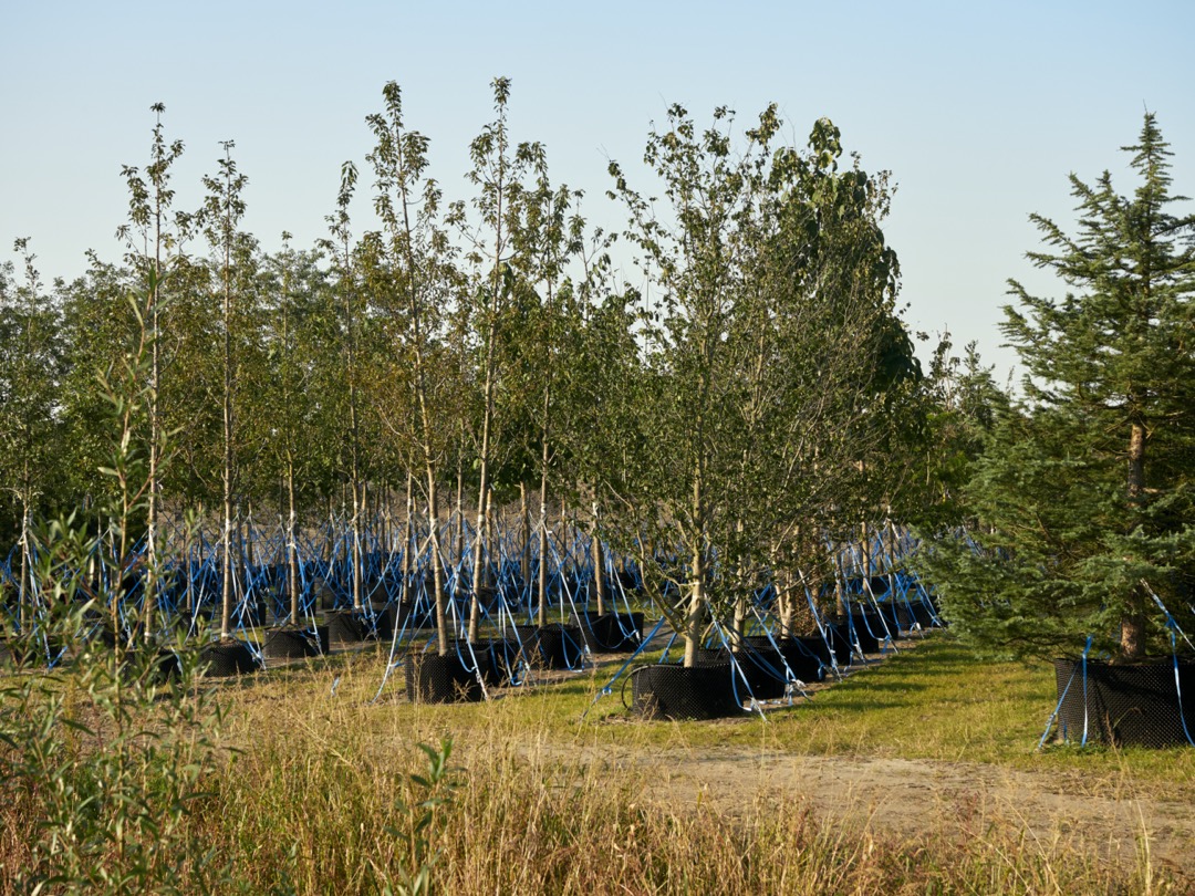 Foto van nieuwe bomen om in het Floriadeterrein aan te planten