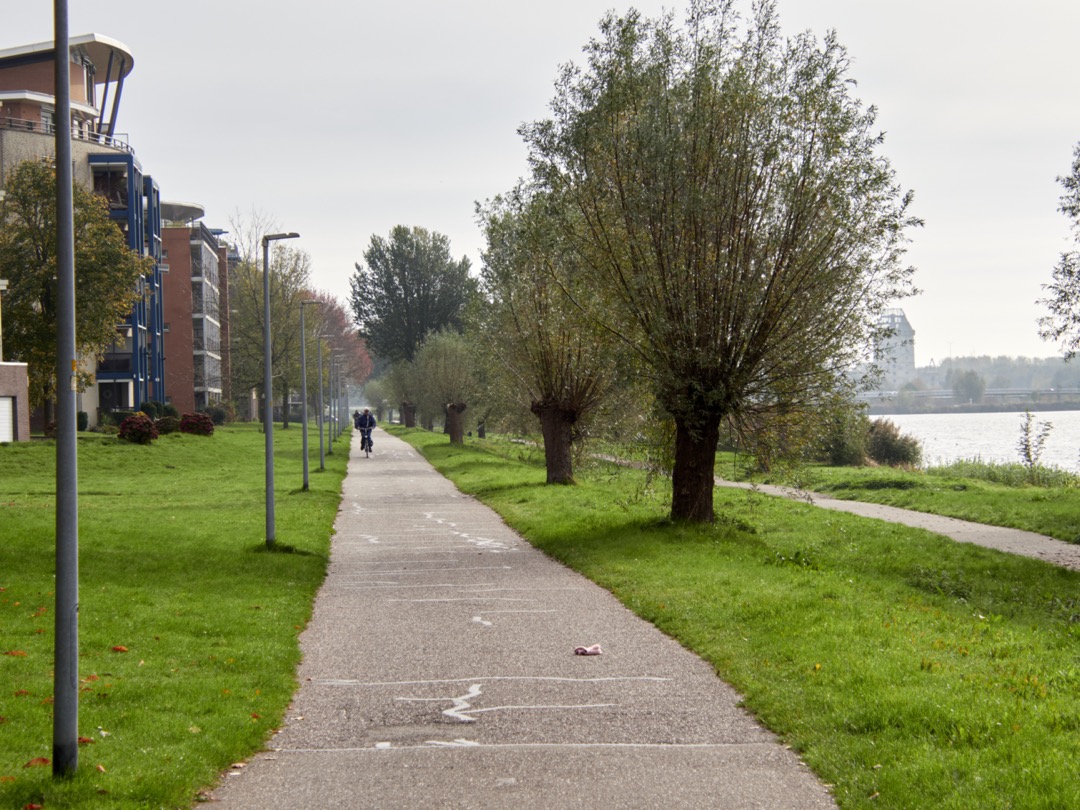 Foto van knotwilgen langs het fietspad Fongerspad in de Filmwijk