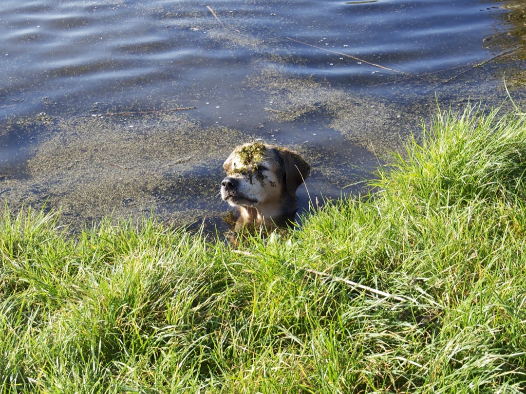 Foto van een hond in het water met kroost op z'n kop