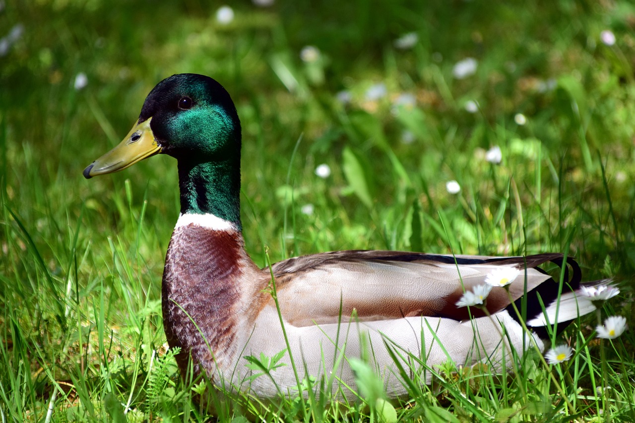 Eend in het gras