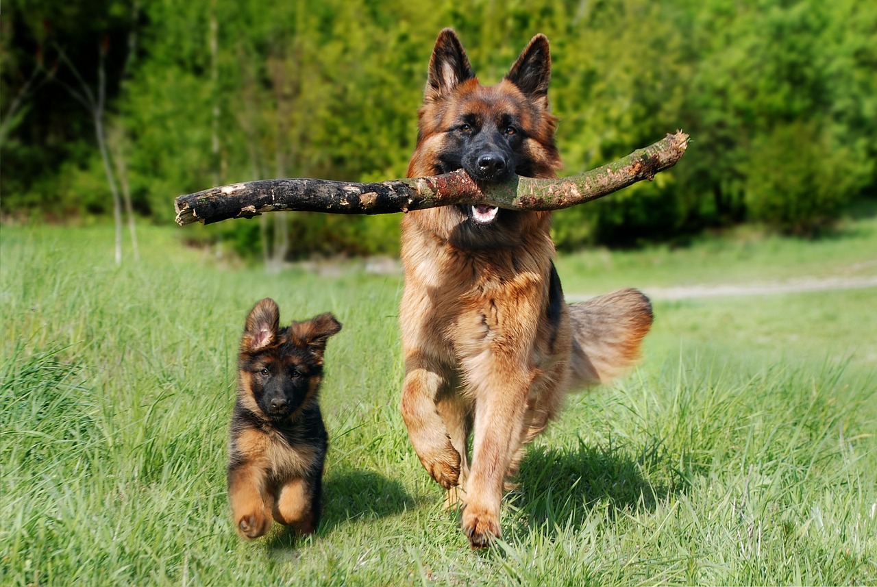 Loslopen hond